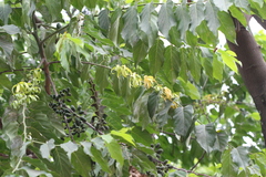 Cananga odorata